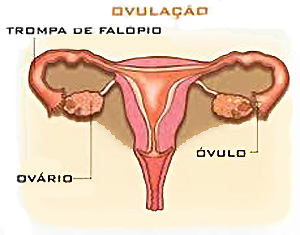 Capa da Notícia